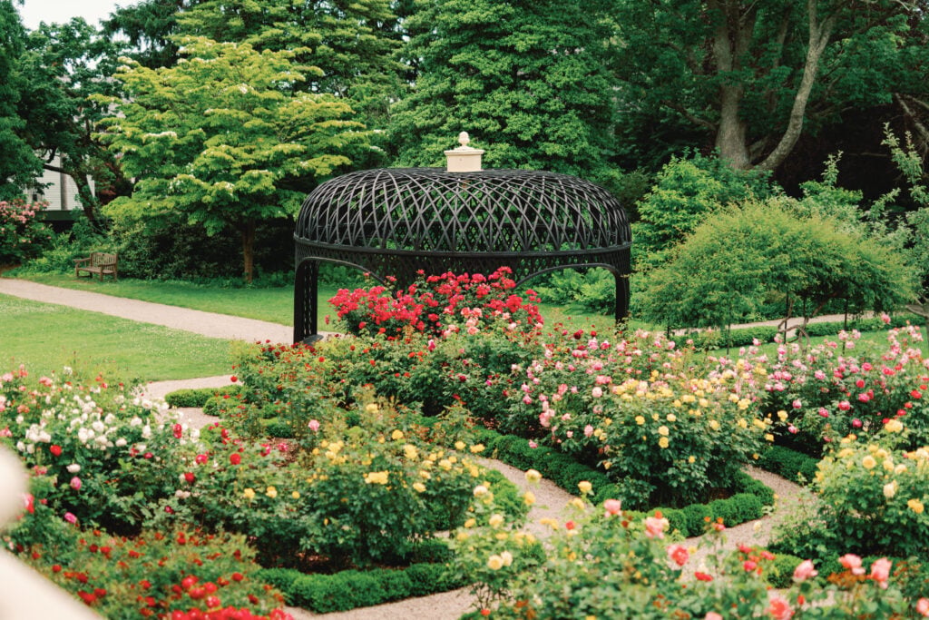 Rotch-Jones-Duff House rose garden, photo by Maggie Howland.